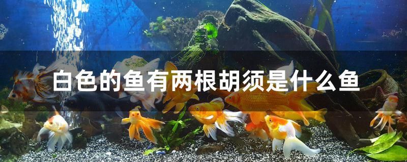 白色的魚有兩根胡須是什么魚