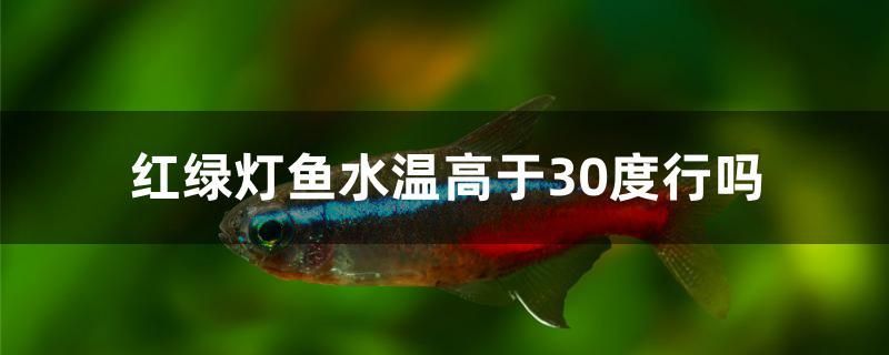 紅綠燈魚水溫高于30度行嗎 羽毛刀魚苗