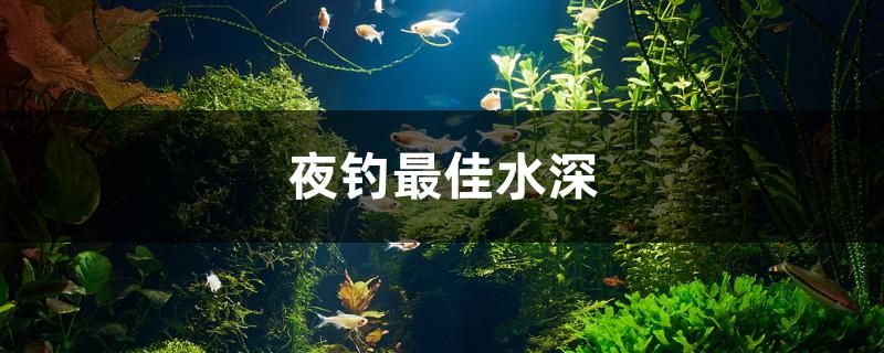 專業(yè)定做魚(yú)缸觀賞魚(yú) 龍魚(yú)世家水族館最佳 龍魚(yú)世家網(wǎng)站 短身紅龍魚(yú) 第1張