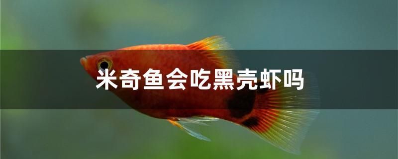 米奇魚會(huì)吃黑殼蝦嗎 黃金斑馬魚