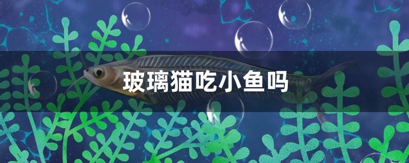 玻璃貓吃小魚嗎 祥龍傳奇品牌魚缸