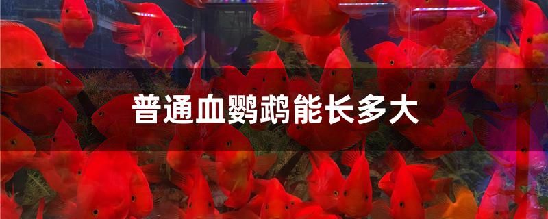 普通血鸚鵡能長多大 觀賞魚進出口