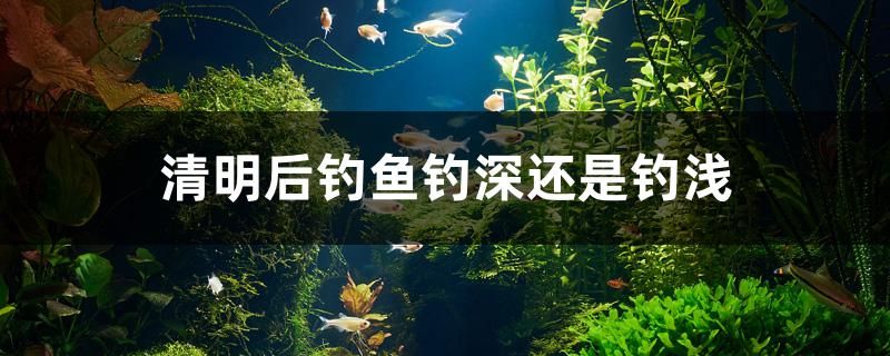 清明后釣魚釣深還是釣淺 赤荔鳳冠魚