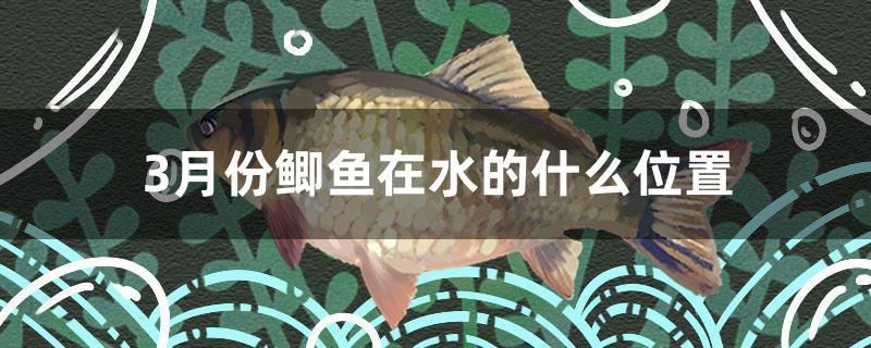 3月份鯽魚在水的什么位置 紅白錦鯉魚