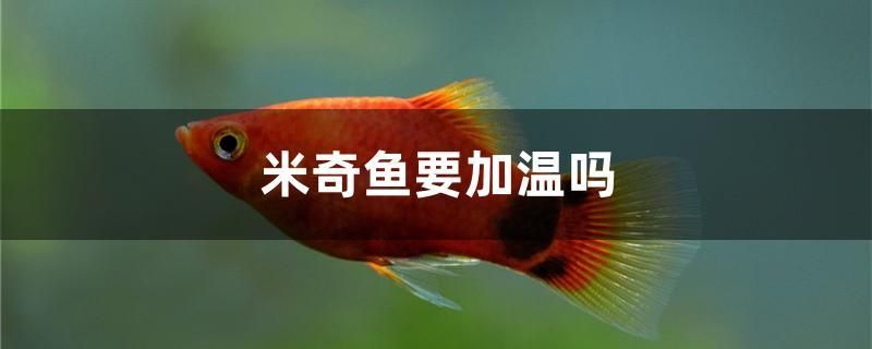 米奇魚要加溫嗎 馬來西亞貓山王榴蓮