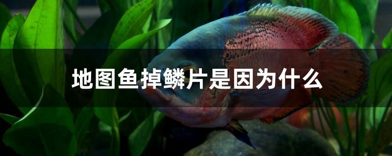 地圖魚掉鱗片是因為什么 印尼虎苗