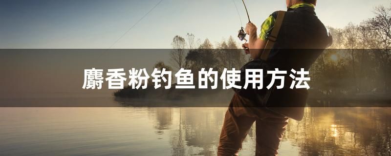 麝香粉釣魚的使用方法