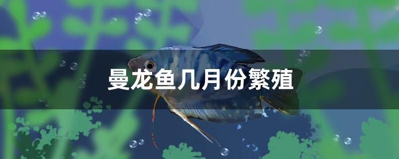 曼龍魚(yú)幾月份繁殖 巴卡雷龍魚(yú)