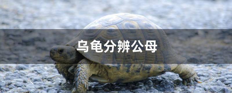 烏龜分辨公母