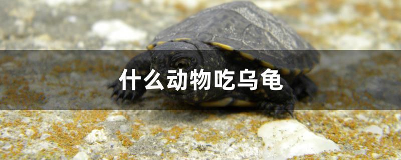 什么動(dòng)物吃烏龜 綠皮皇冠豹魚(yú)