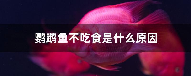 鸚鵡魚不吃食是什么原因 福滿鉆魚