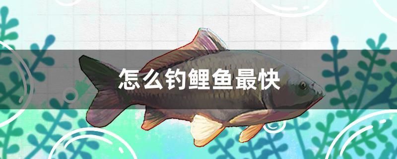 怎么釣鯉魚最快