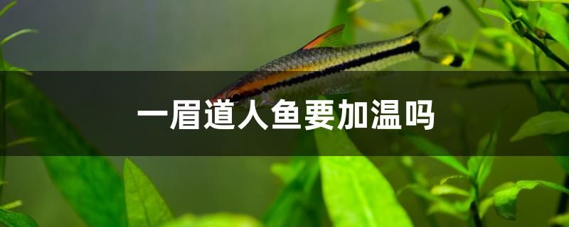 一眉道人魚要加溫嗎