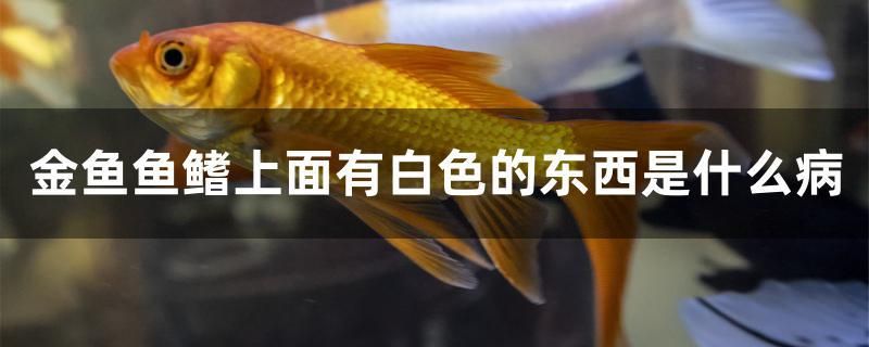 金魚魚鰭上面有白色的東西是什么病 青龍魚