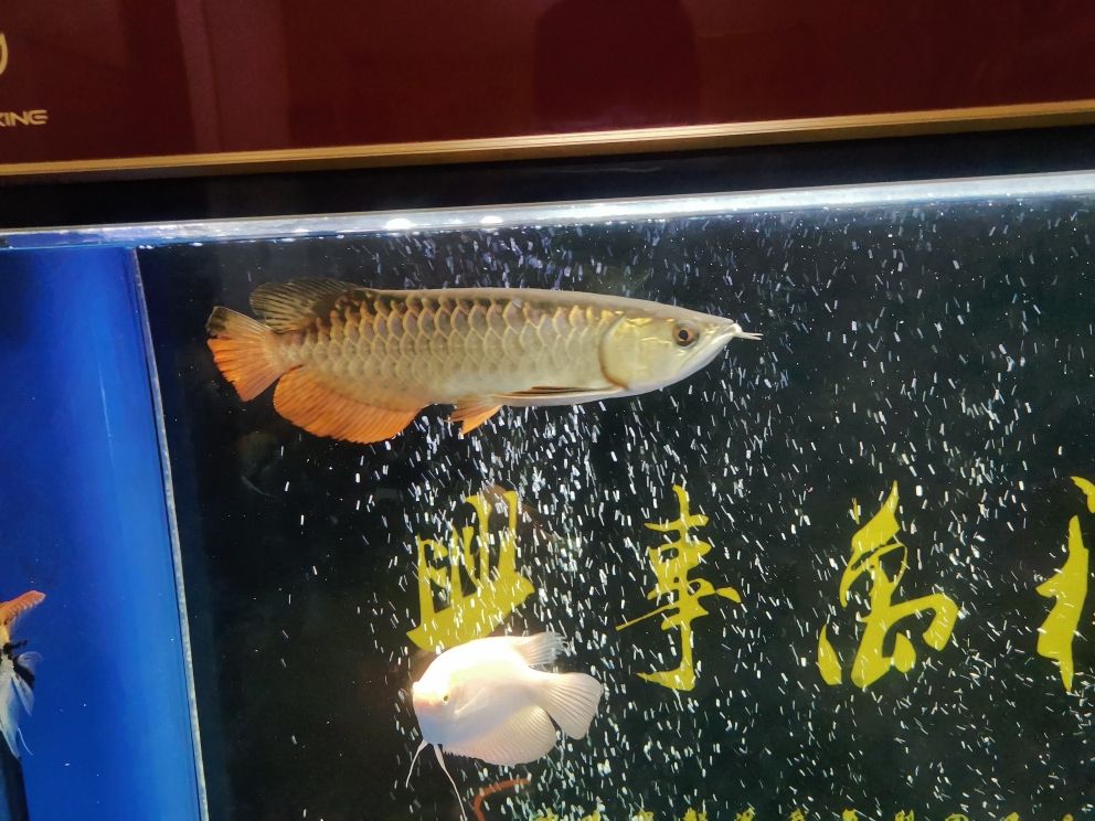 主景三湖缸 觀賞魚論壇 第2張