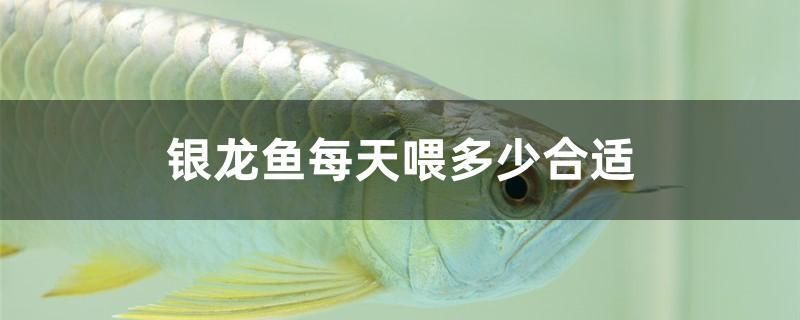 銀龍魚每天喂多少合適 恐龍王魚