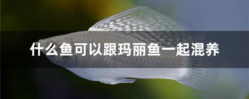 什么魚可以跟瑪麗魚一起混養(yǎng) 水族燈（魚缸燈）