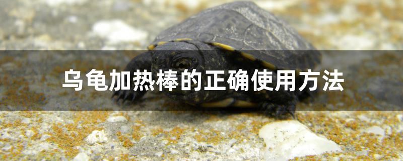 烏龜加熱棒的正確使用方法是什么 紅白錦鯉魚