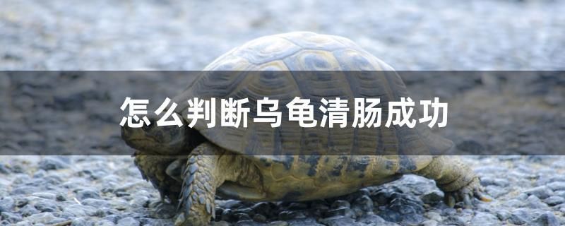 怎么判斷烏龜清腸成功 馬拉莫寶石魚(yú)