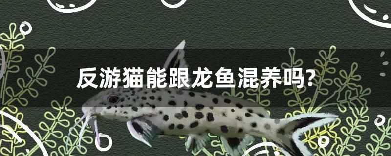 反游貓能跟龍魚混養(yǎng)嗎？ 森森魚缸