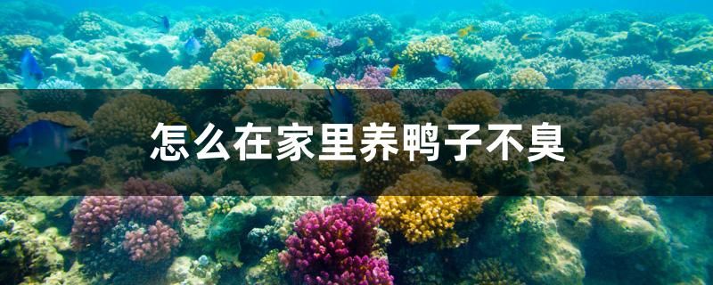 怎么在家里養(yǎng)鴨子不臭 過背金龍魚