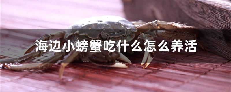 海邊小螃蟹吃什么怎么養(yǎng)活