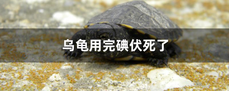 烏龜用完碘伏死了怎么回事 印尼小紅龍