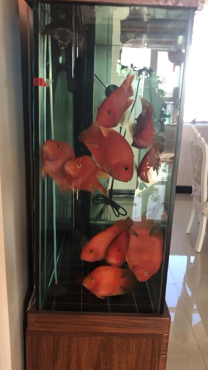 紅紅火火鸚鵡魚，飼料要合適 觀賞魚論壇 第1張