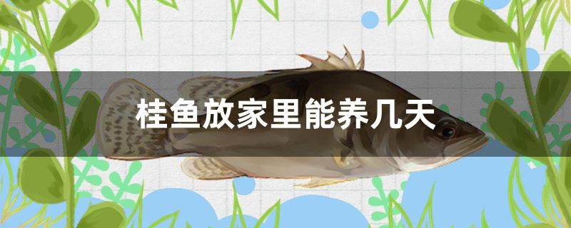 桂魚放家里能養(yǎng)幾天 龍魚專用燈