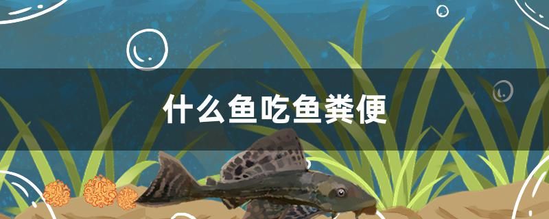 什么魚吃魚糞便 暹羅巨鯉