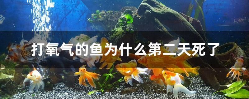 打氧氣的魚為什么第二天死了 古典過背金龍魚