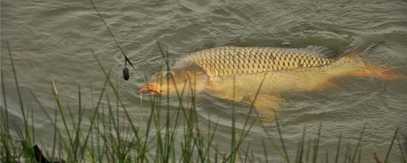 3月份釣鯉魚釣深水還是淺水釣遠水還是近水 充氧泵