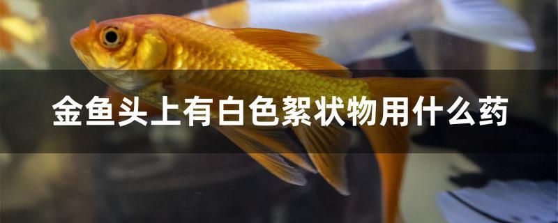 金魚(yú)頭上有白色絮狀物用什么藥 白子銀版魚(yú)苗