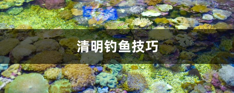 清明釣魚(yú)技巧