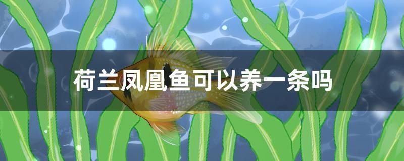 荷蘭鳳凰魚可以養(yǎng)一條嗎 白子黃化銀龍魚