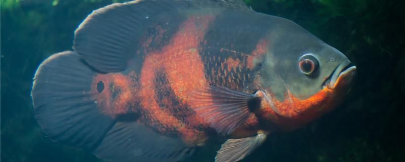 地圖魚有魚鱗嗎掉鱗是怎么回事