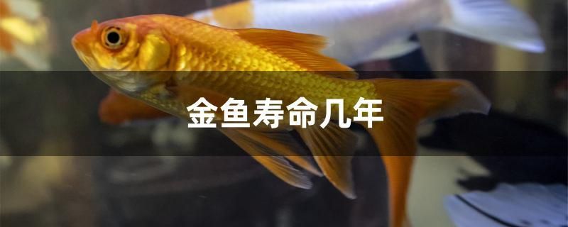 金魚壽命幾年 黃金河虎魚