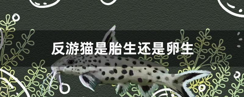 反游貓是胎生還是卵生 觀賞魚(yú)魚(yú)苗