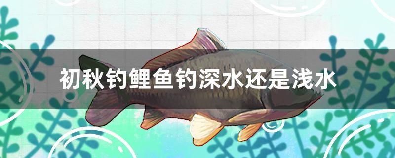 初秋釣鯉魚釣深水還是淺水 黃金斑馬魚