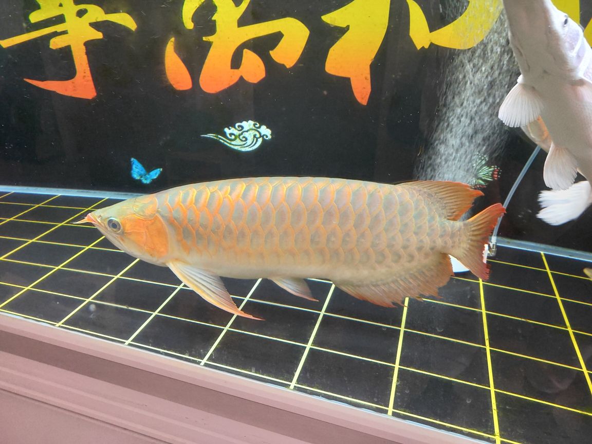 血金龍魚(yú)圖片大全大圖高清（紅龍魚(yú)和金龍魚(yú)那個(gè)好養(yǎng)） 黃金達(dá)摩魚(yú) 第2張