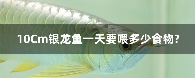 10Cm銀龍魚一天要喂多少食物？ 白子關(guān)刀魚苗