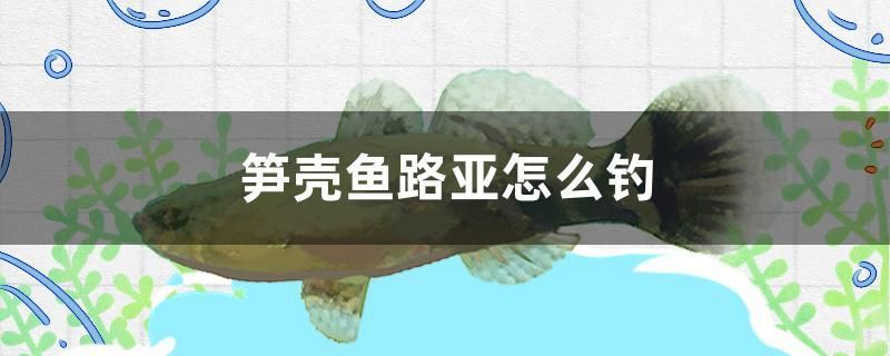 筍殼魚路亞怎么釣