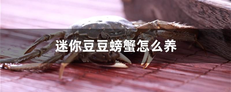 迷你豆豆螃蟹怎么養(yǎng) 魚缸清潔用具