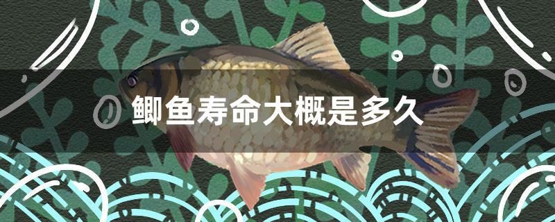 魚缸底砂如何清洗掉（魚缸有底砂怎么清理魚便）