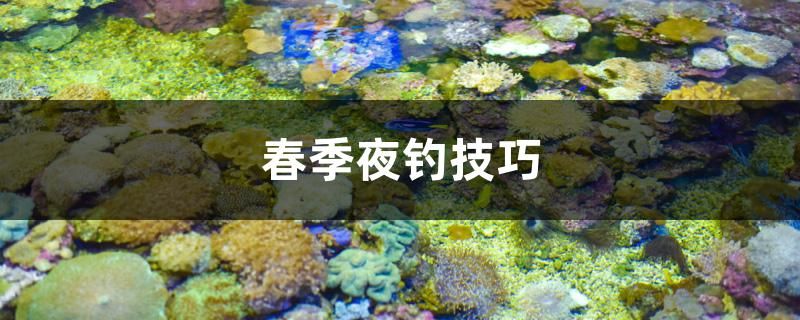 春季夜釣技巧 銀古魚苗