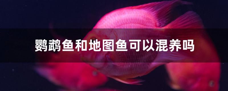 鸚鵡魚和地圖魚可以混養(yǎng)嗎