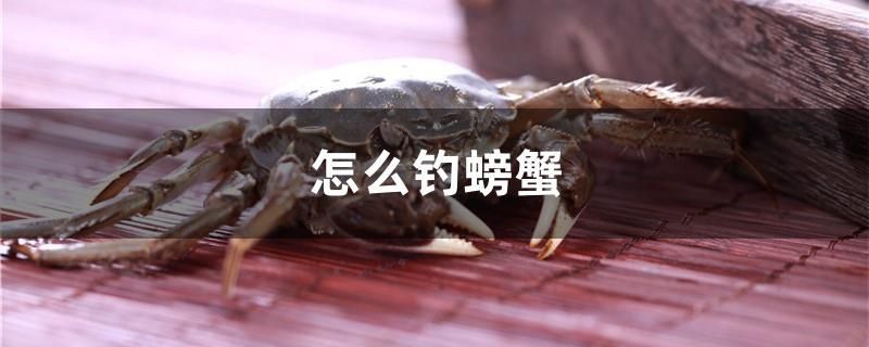 怎么釣螃蟹