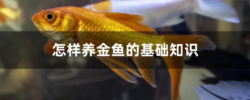 怎樣養(yǎng)金魚的基礎(chǔ)知識