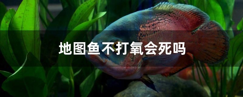 地圖魚(yú)不打氧會(huì)死嗎 馬拉莫寶石魚(yú)苗