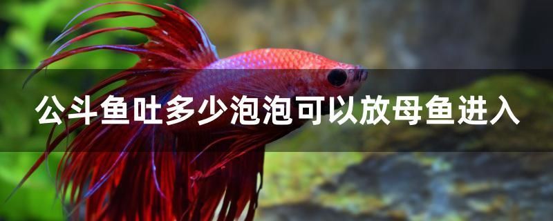 公斗魚(yú)吐多少泡泡可以放母魚(yú)進(jìn)入